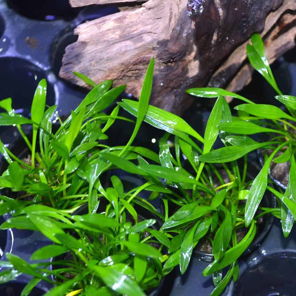 các loại cây thủy sinh dễ tìm những cây thủy sinh dễ tìm