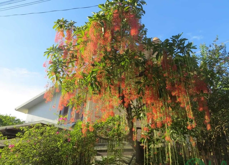 các loại cây trong thiết kế cảnh quan các loại cây trong thiết kế cảnh quan