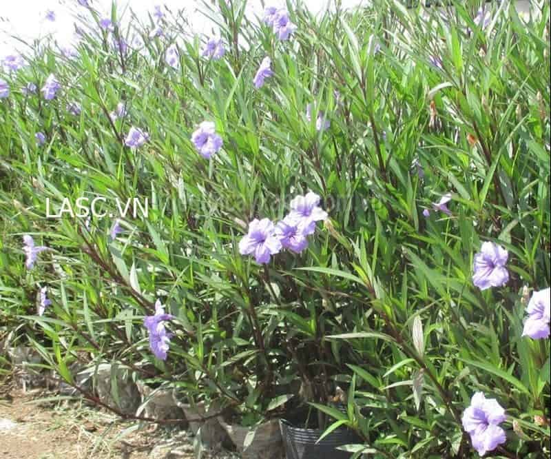 mua bán cây xanh cảnh quan mua bán cây xanh cảnh quan