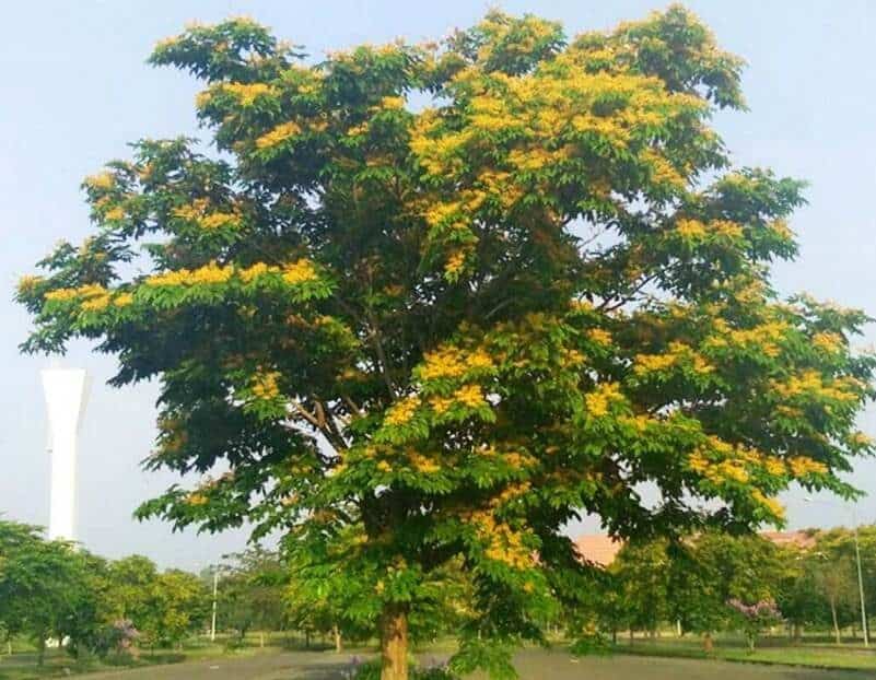 mua bán cây xanh mua bán cây xanh