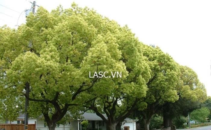 mua bán cây xanh công trình mua bán cây xanh công trình
