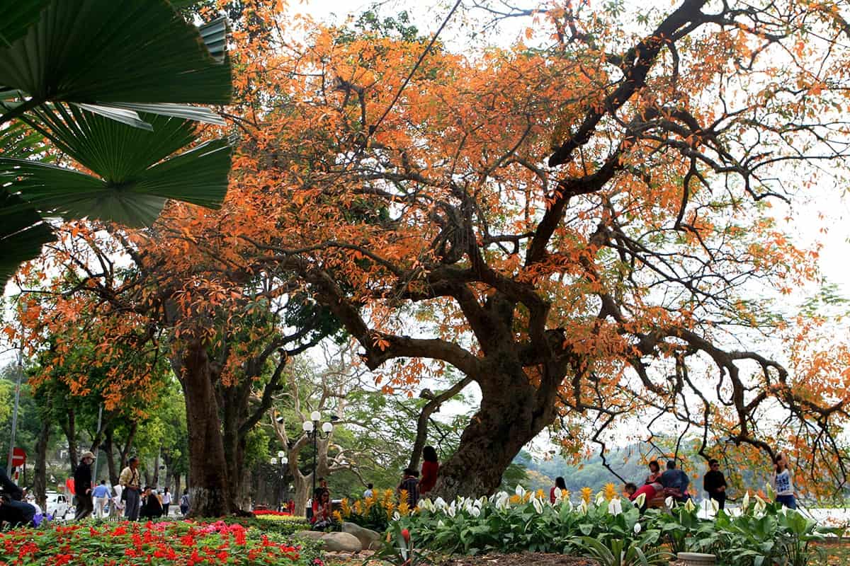 mua bán cây xanh cây lộc vừng