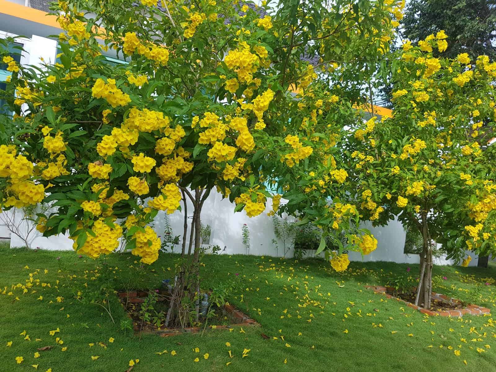 mua bán cây xanh mua bán cây xanh cảnh quan