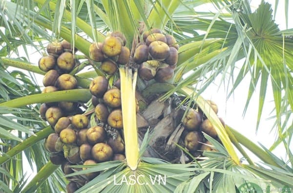 mua bán cây xanh mua cây xanh