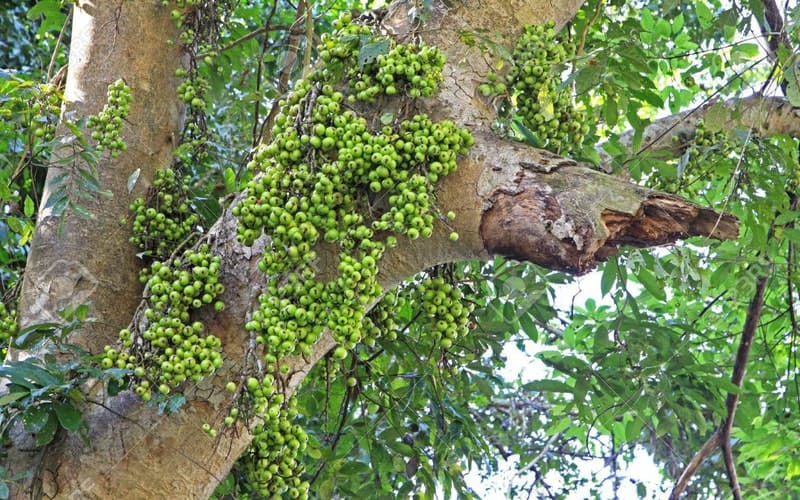 mua bán cây xanh mua bán cây ăn quả