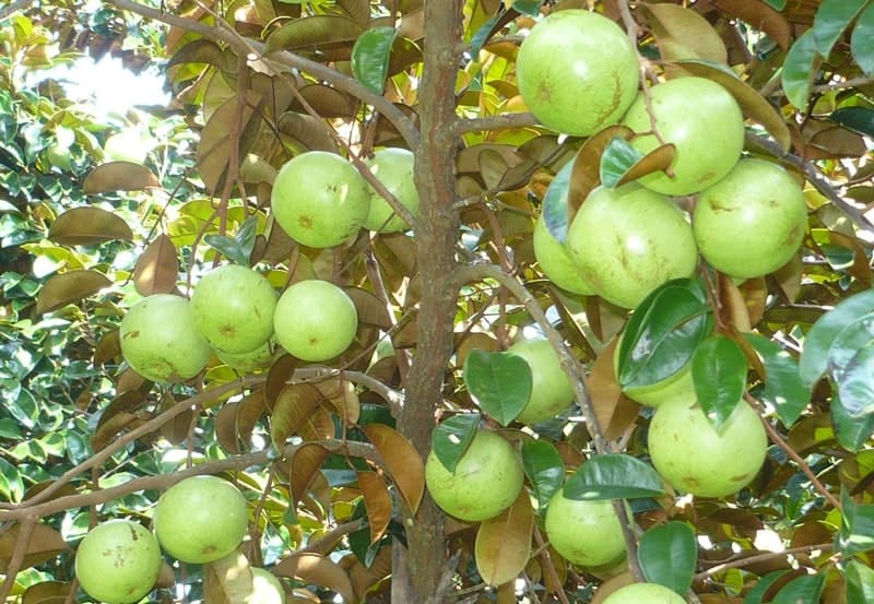 mua bán cây xanh cây vú sữa