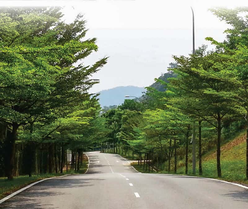 mua bán cây xanh cây bàng đài loan