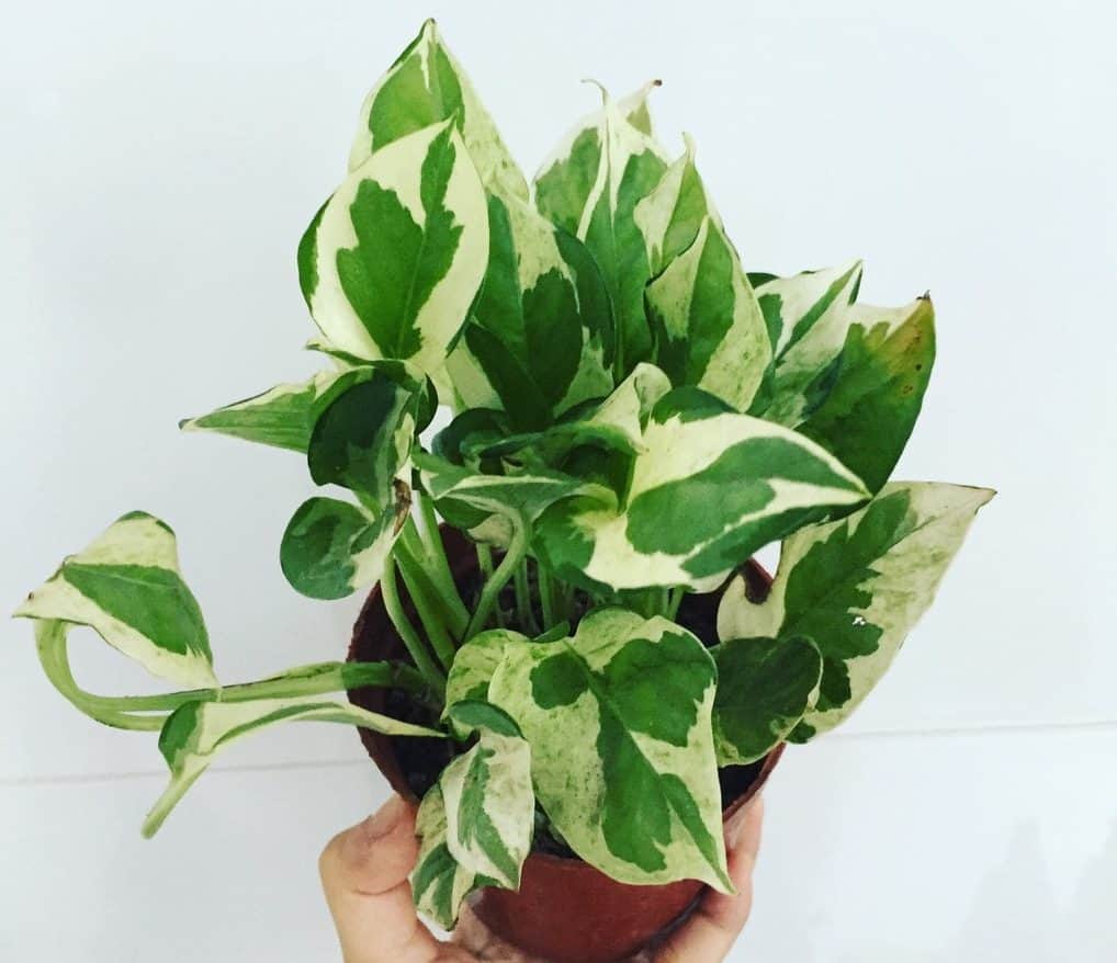 mua bán cây cảnh Mua bán cây xanh