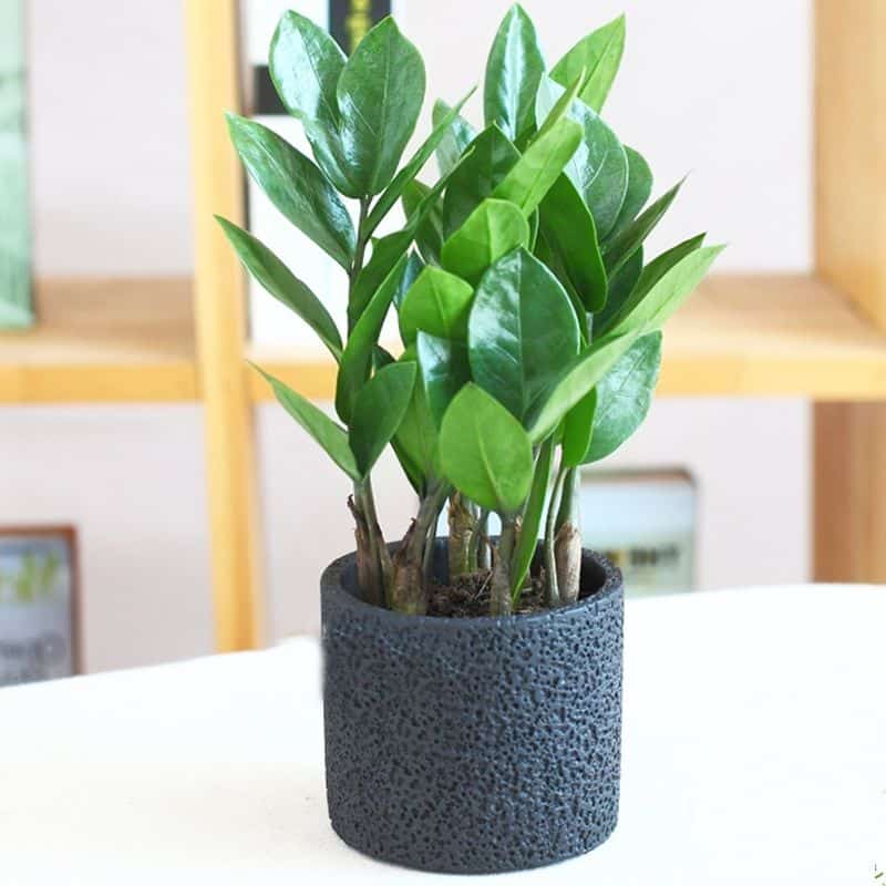 mua bán cây xanh mua bán cây xanh để văn phòng