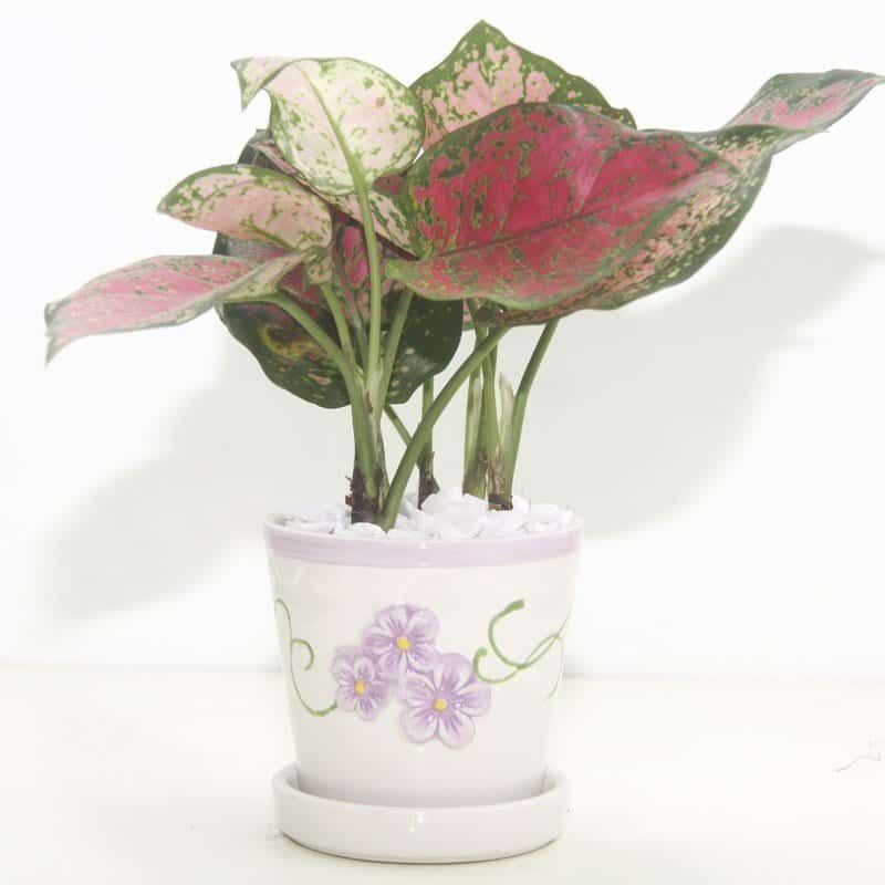 mua bán cây xanh mua bán cây xanh