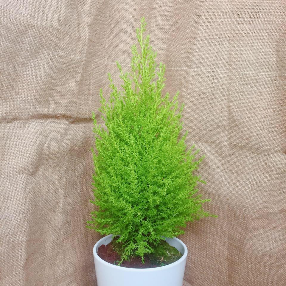 mua bán cây xanh mua bán cây xanh cho cảnh quan