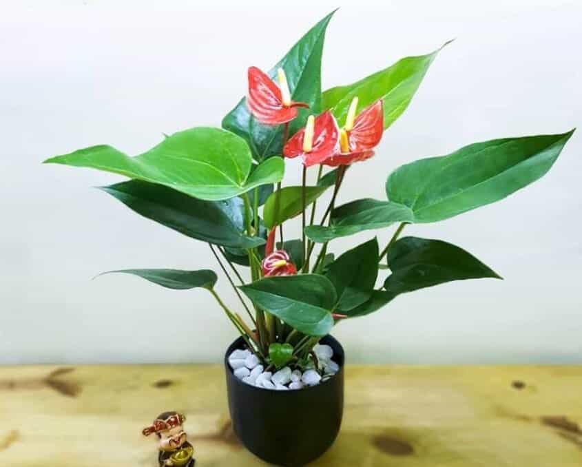 dịch vụ mua bán cây xanh cây hồng môn