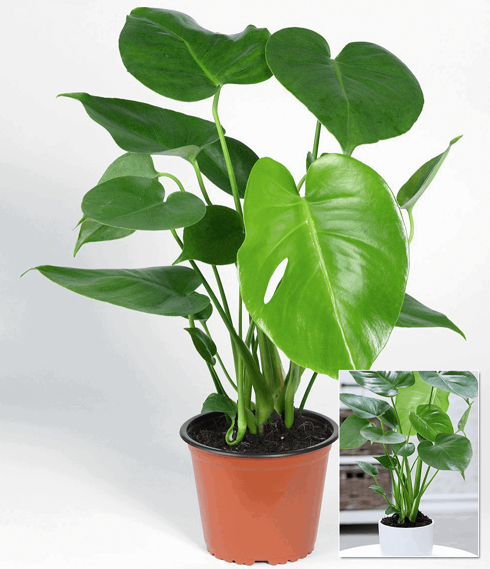 mua bán cây xanh mua bán các loại cây xanh