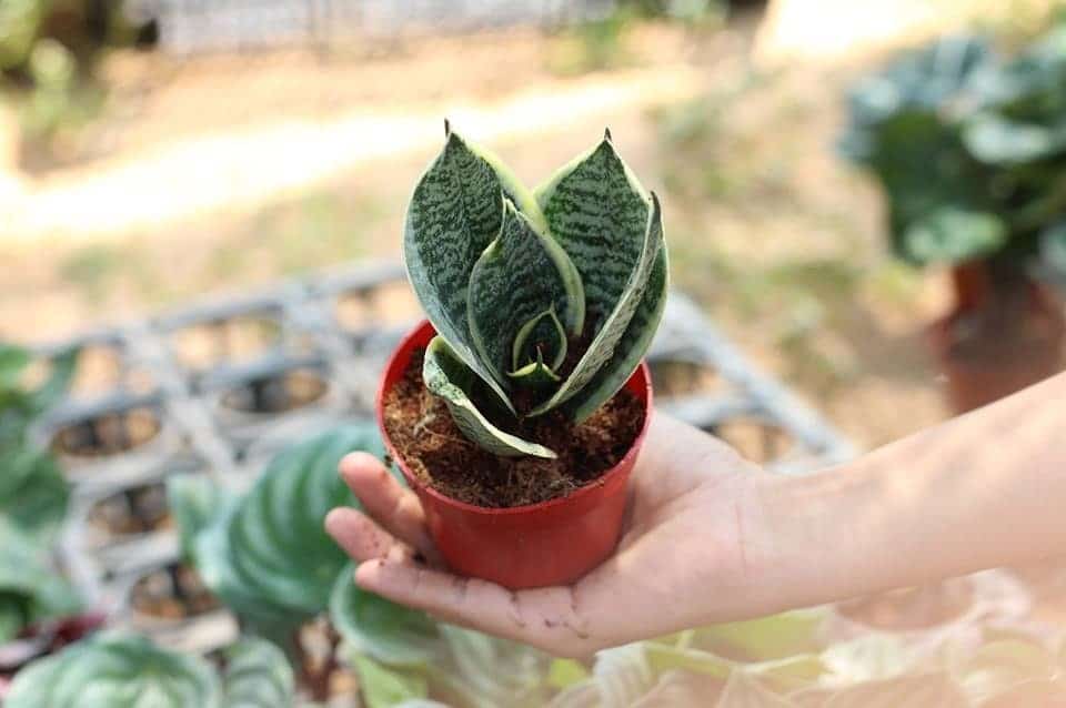 mua bán cây xanh báo giá mua bán cây xanh