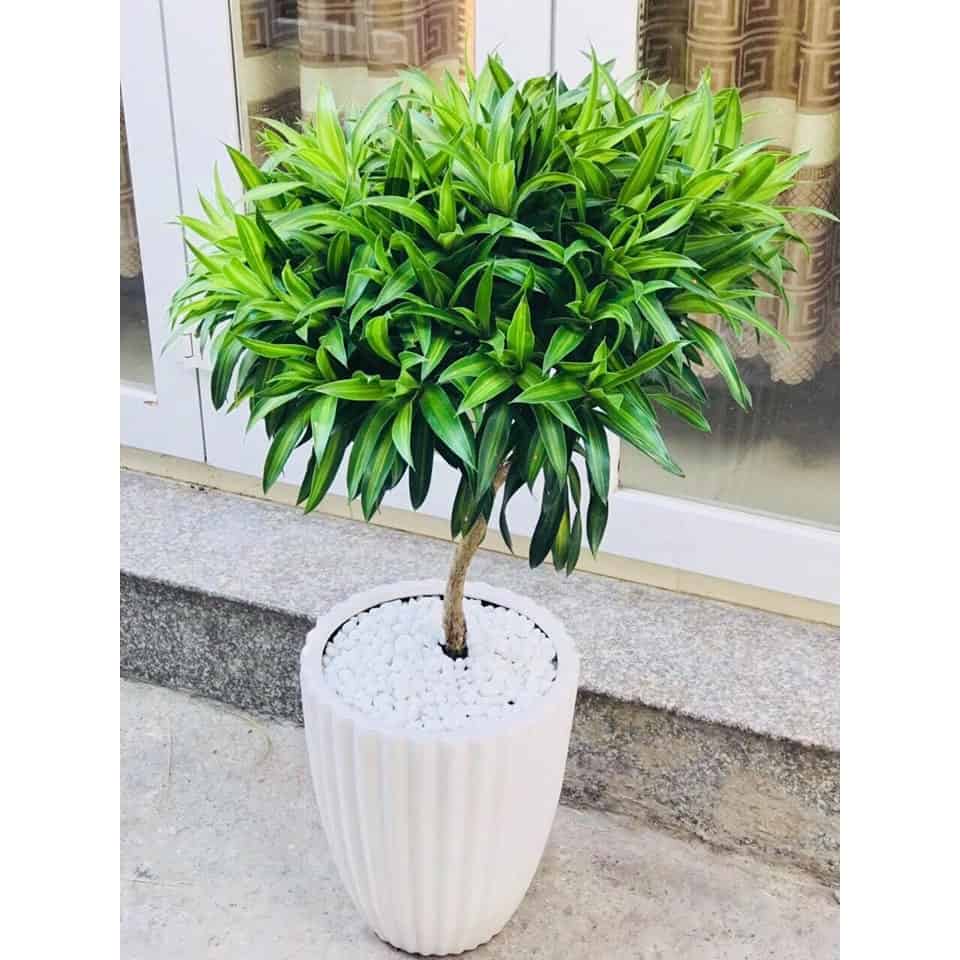 mua bán cây xanh mua bán cây trúc hợp