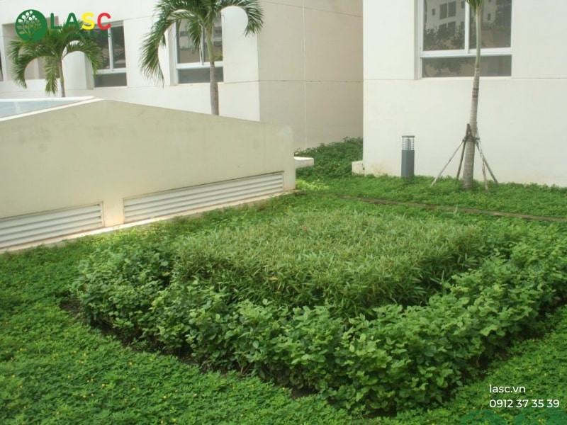 chăm sóc bảo dưỡng cây xanh