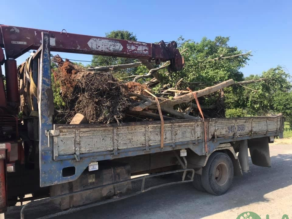 Cung cấp cây xanh canh quan