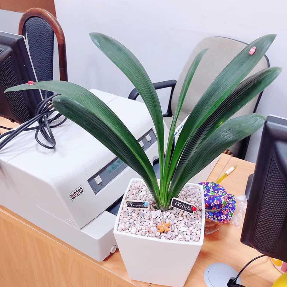 tiểu cảnh văn phòng