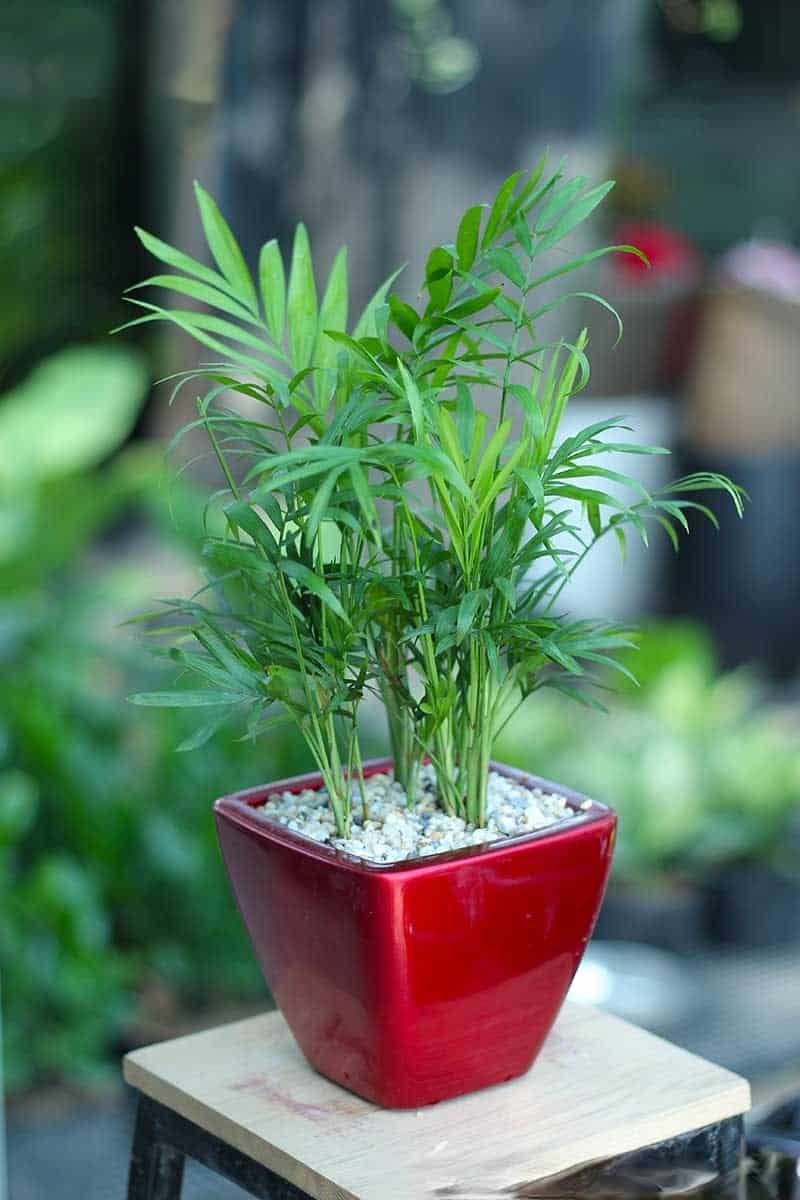 tiểu cảnh bàn văn phòng