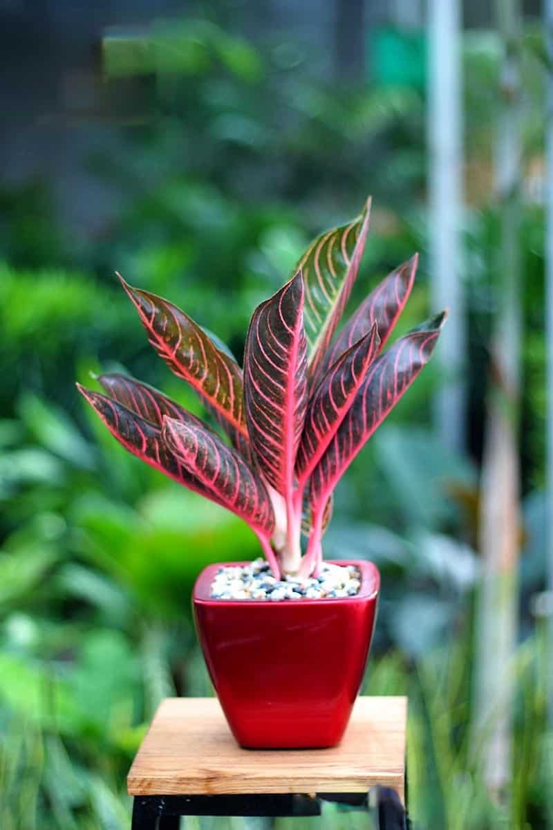 tiểu cảnh ở văn phòng