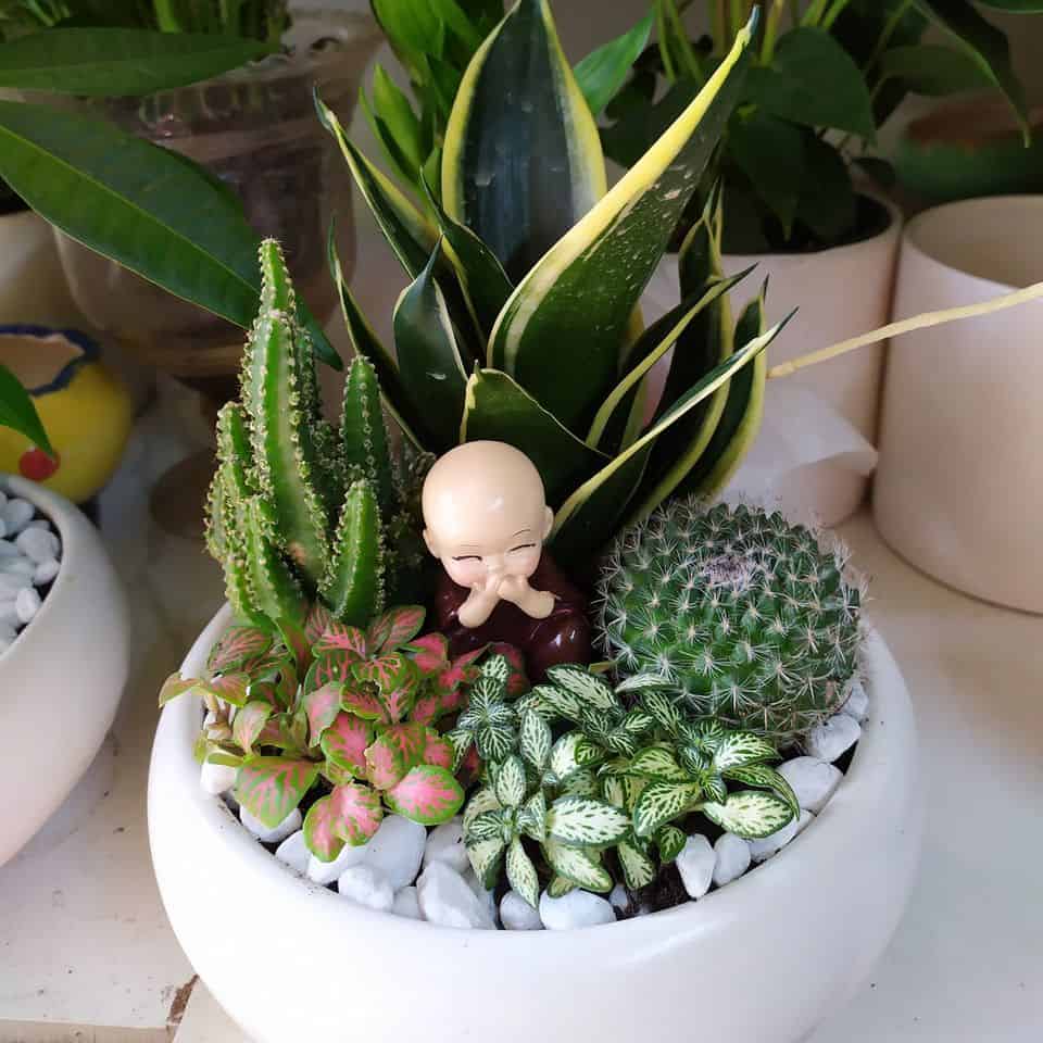 tiểu cảnh văn phòng