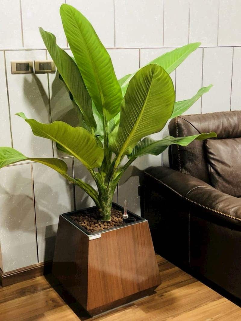 Tiểu cảnh tại văn phòng