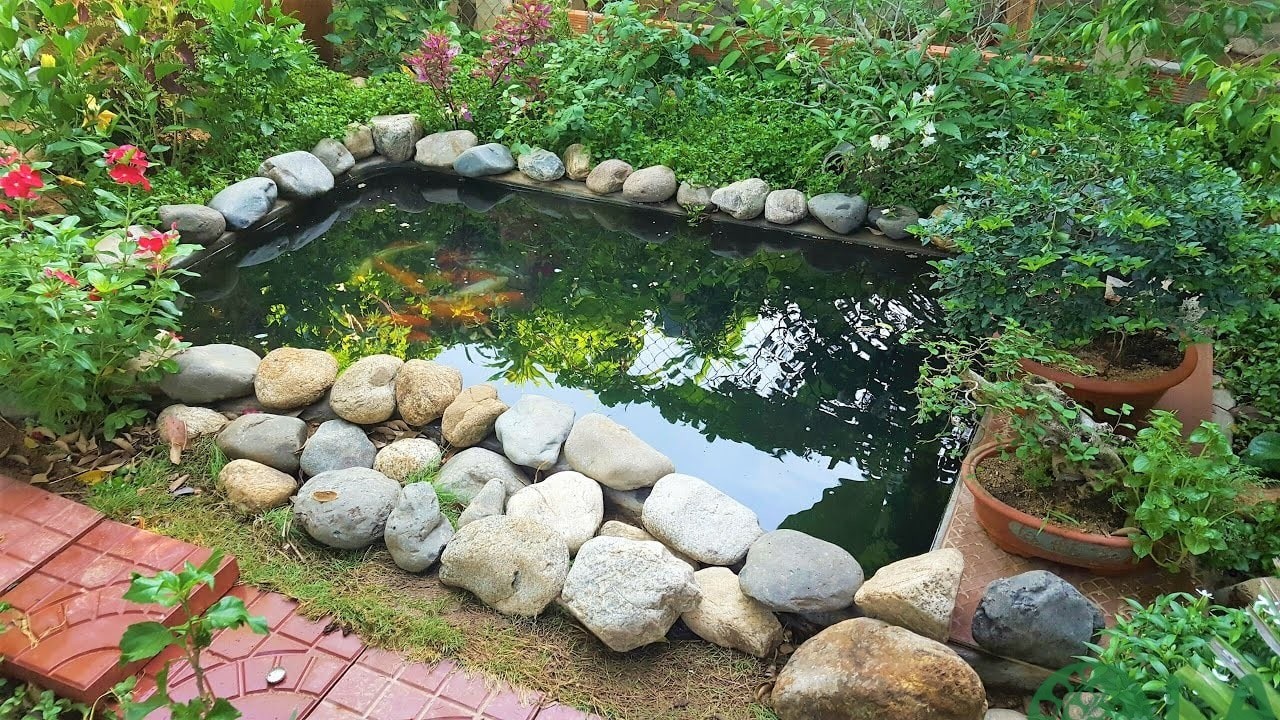 cách làm trong nước hồ cá koi ngoài trời