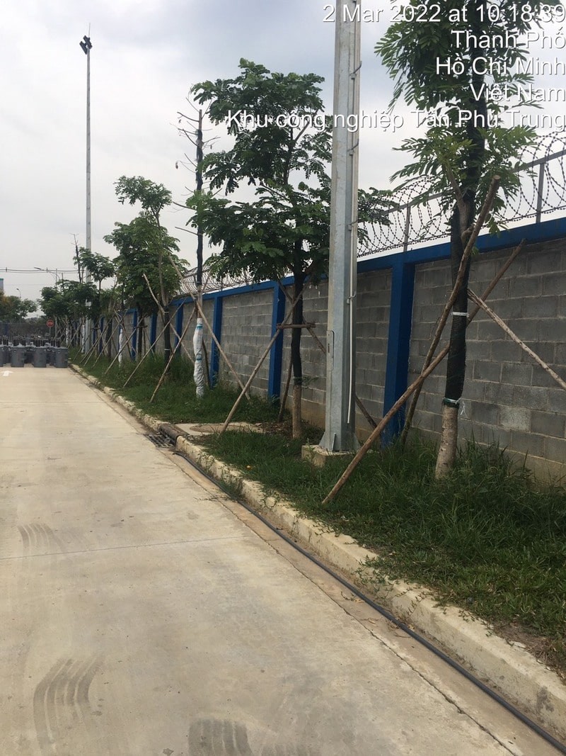 Cây xanh do LASC cung cấp