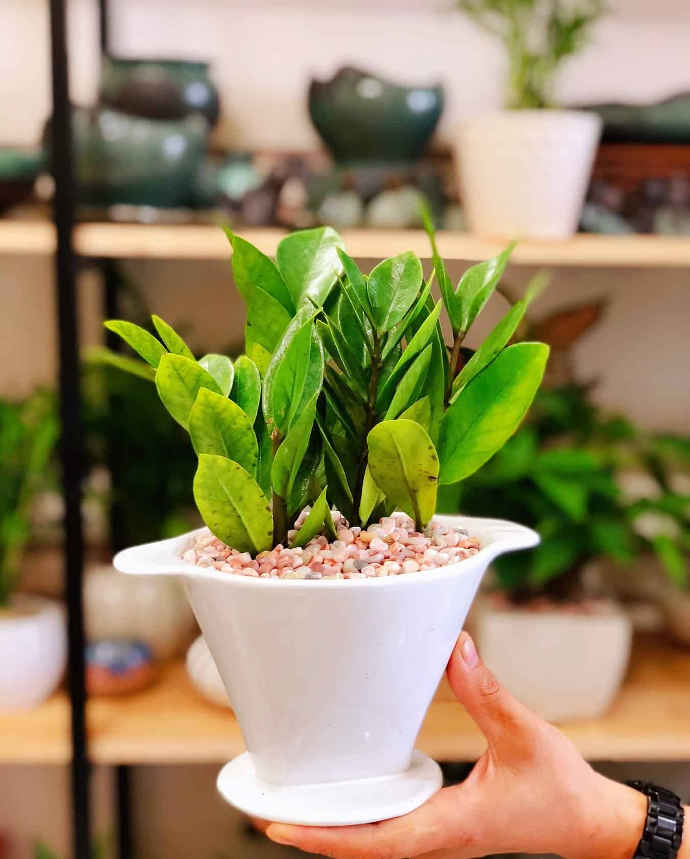 tiểu cảnh để bàn làm việc