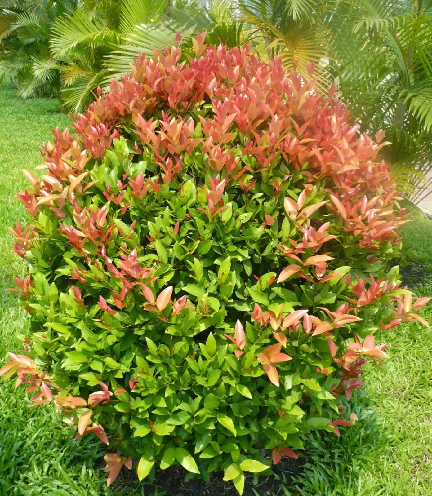 tiểu cảnh để bàn làm việc