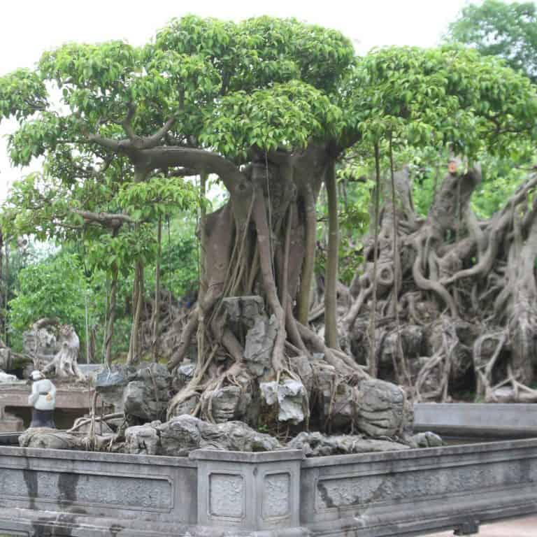 cây cảnh chịu nắng hạn tốt