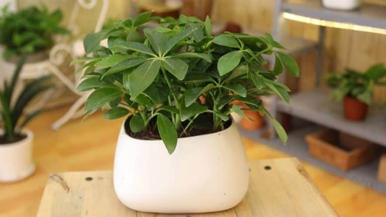 cây cảnh chịu nắng hạn tốt