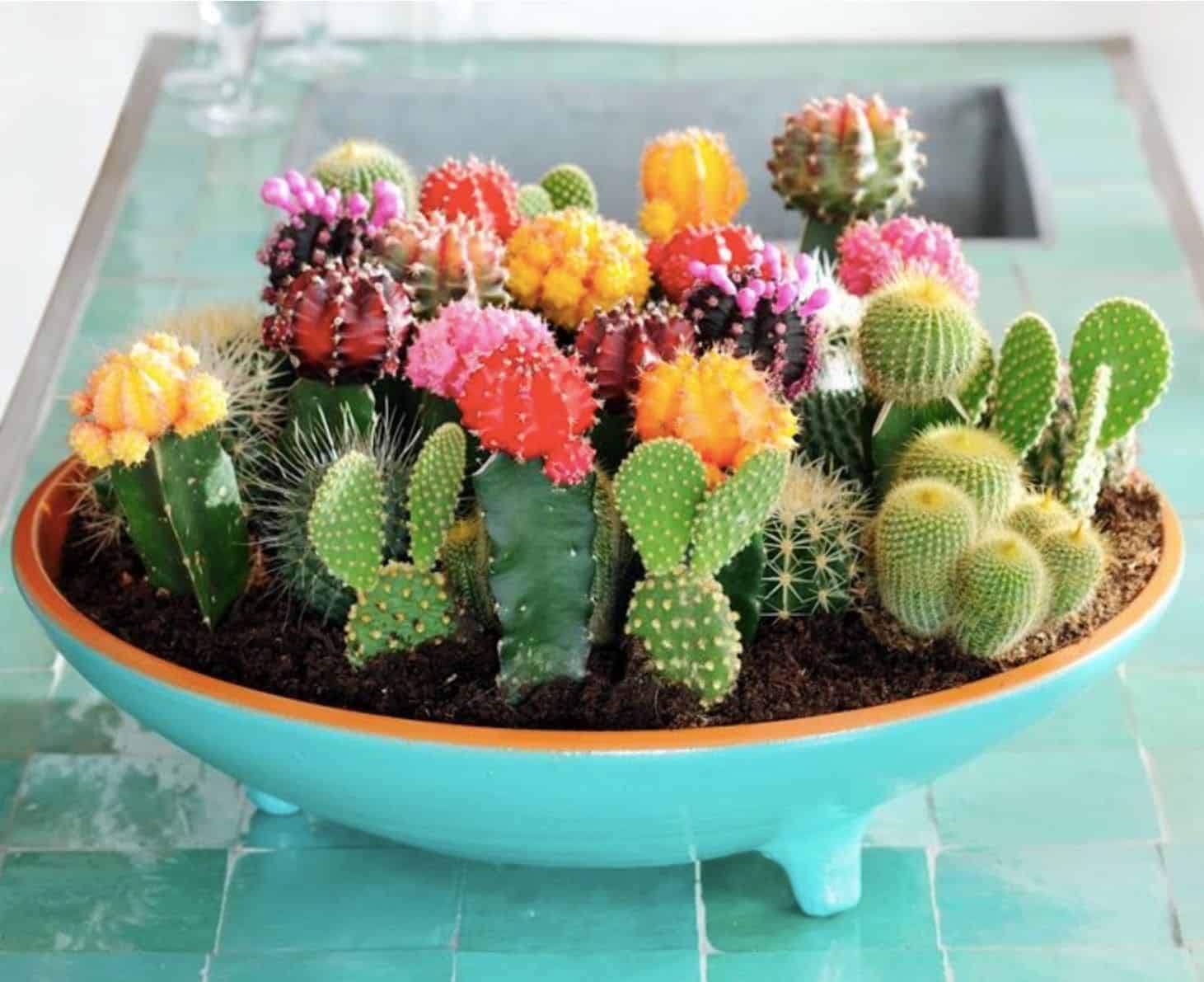 Loại cây cảnh chịu hạn tốt