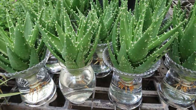 các loại cây cảnh chịu hạn tốt