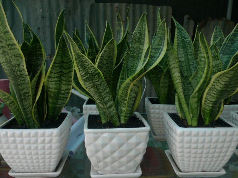 cây cảnh chịu nắng hạn