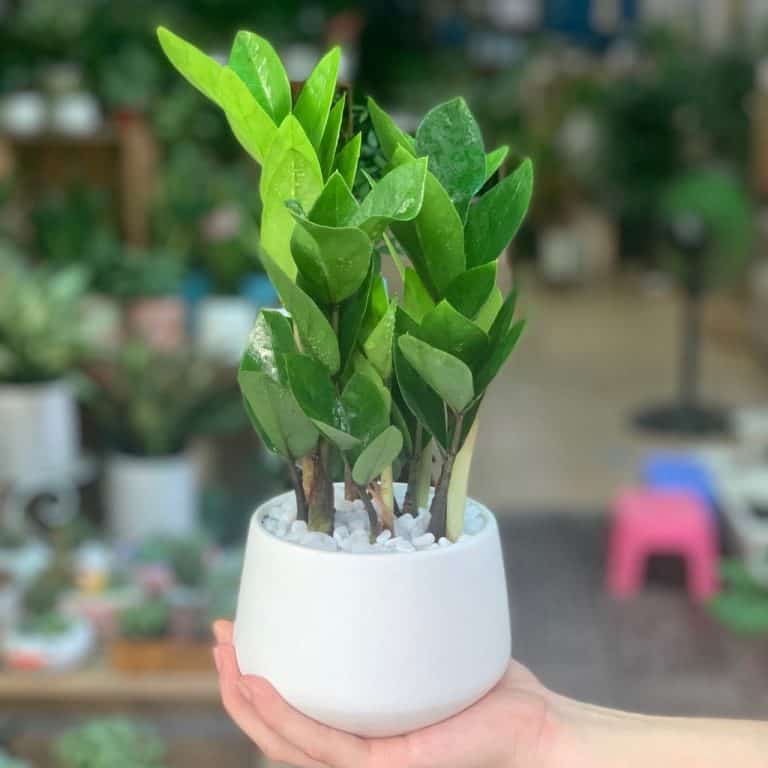 cây cảnh chịu nắng hạn