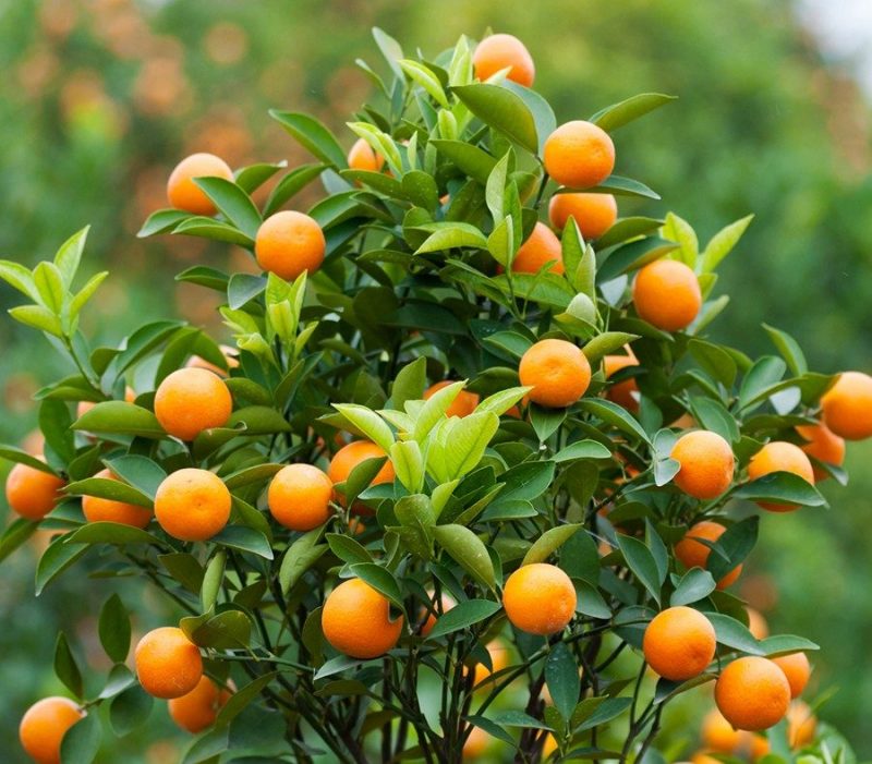 cây ăn trái trồng sân thượng