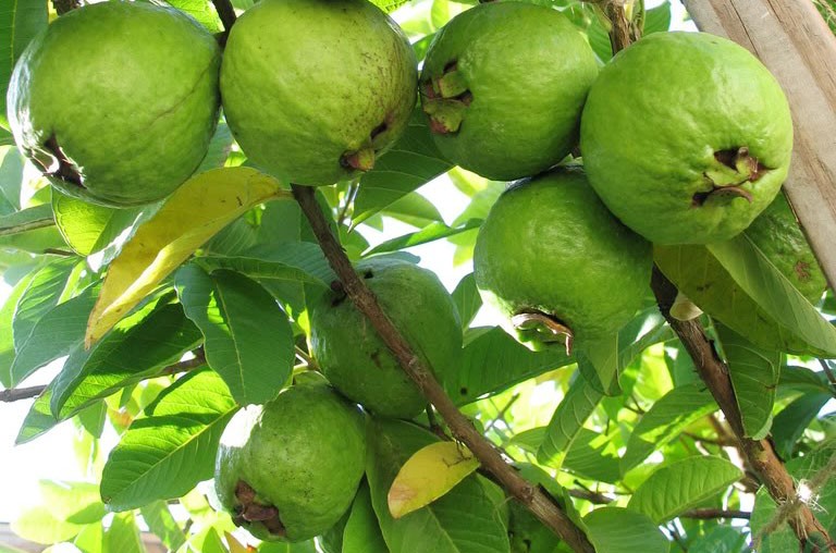 các loại cây ăn quả trồng sân thượng