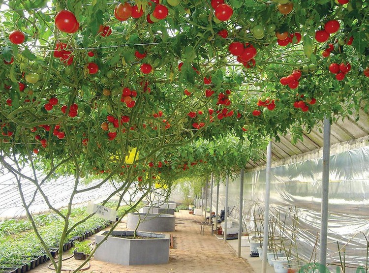 cây ăn trái trồng sân thượng