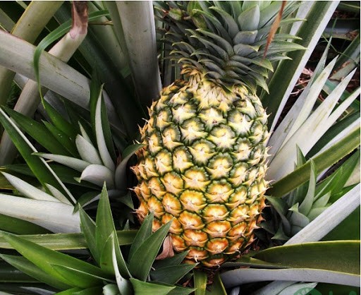 trồng cây ăn quả gì trên sân thượng