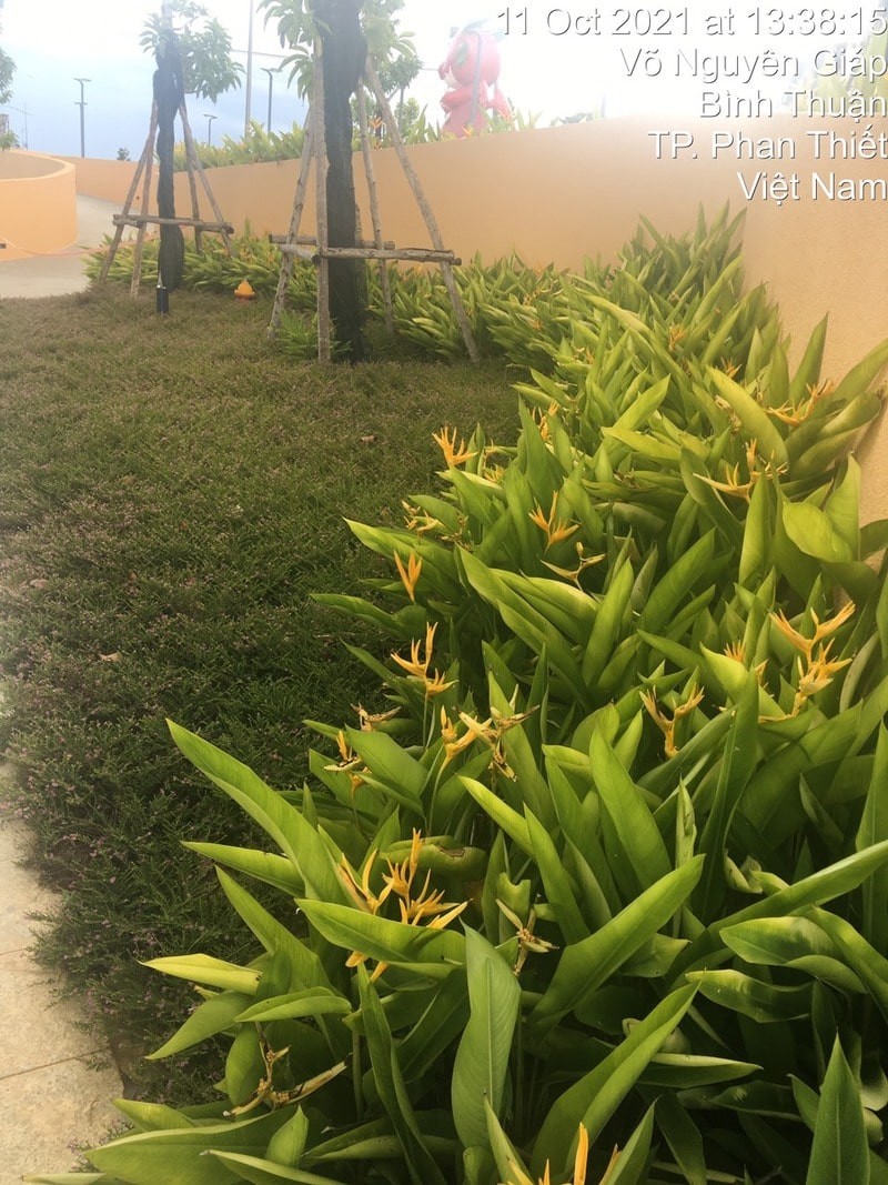 Cây và hoa luôn được chăm sóc định kỳ