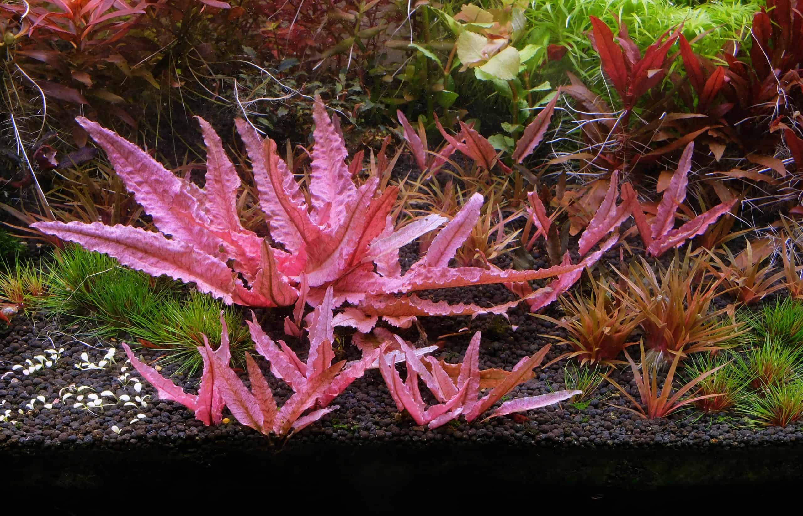 các loại cây thủy sinh dễ tìm các loại cây thủy sinh dễ tìm