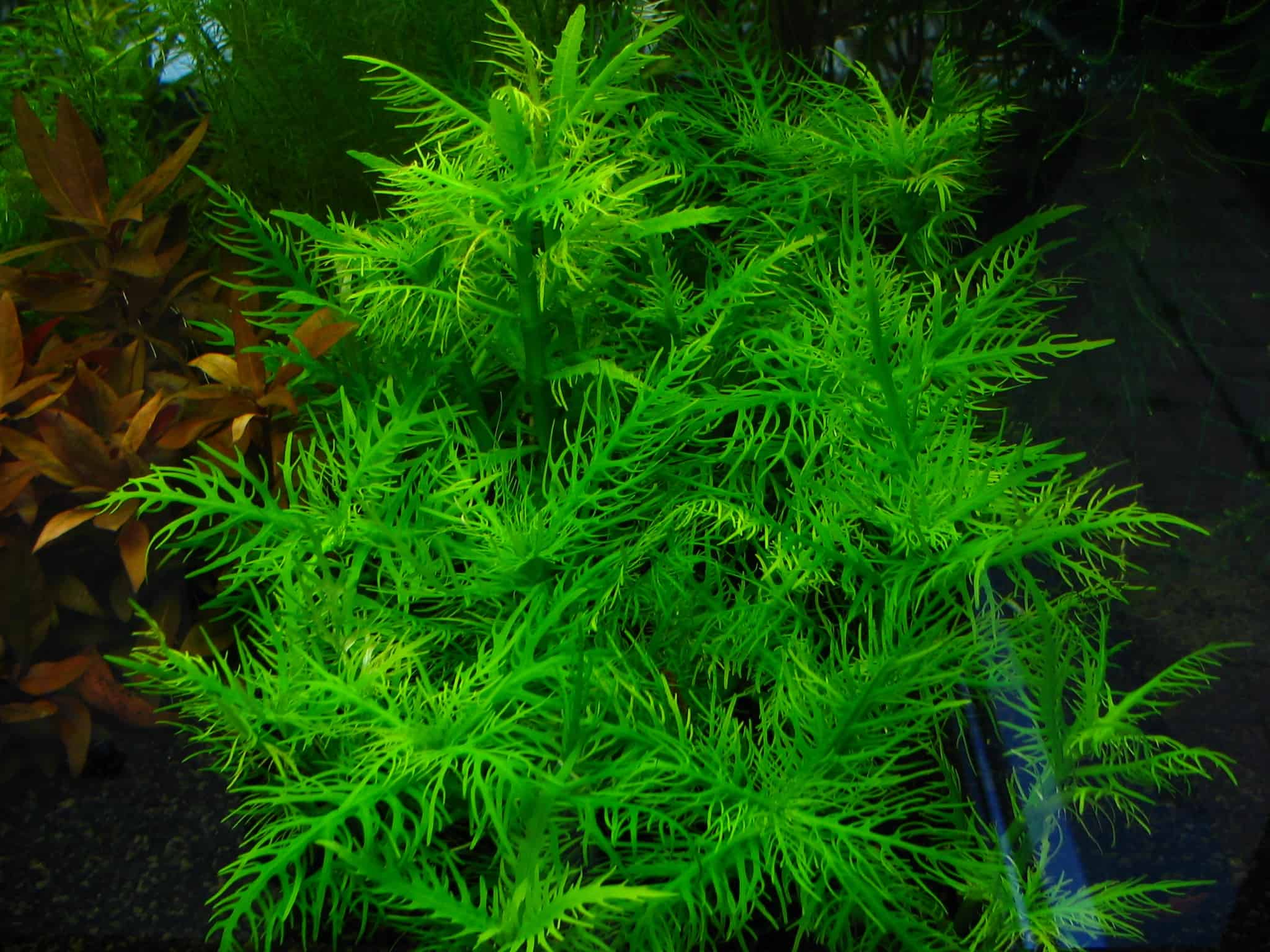 các loại cây thủy sinh dễ tìm các loại cây thủy sinh dễ tìm trong tự nhiên