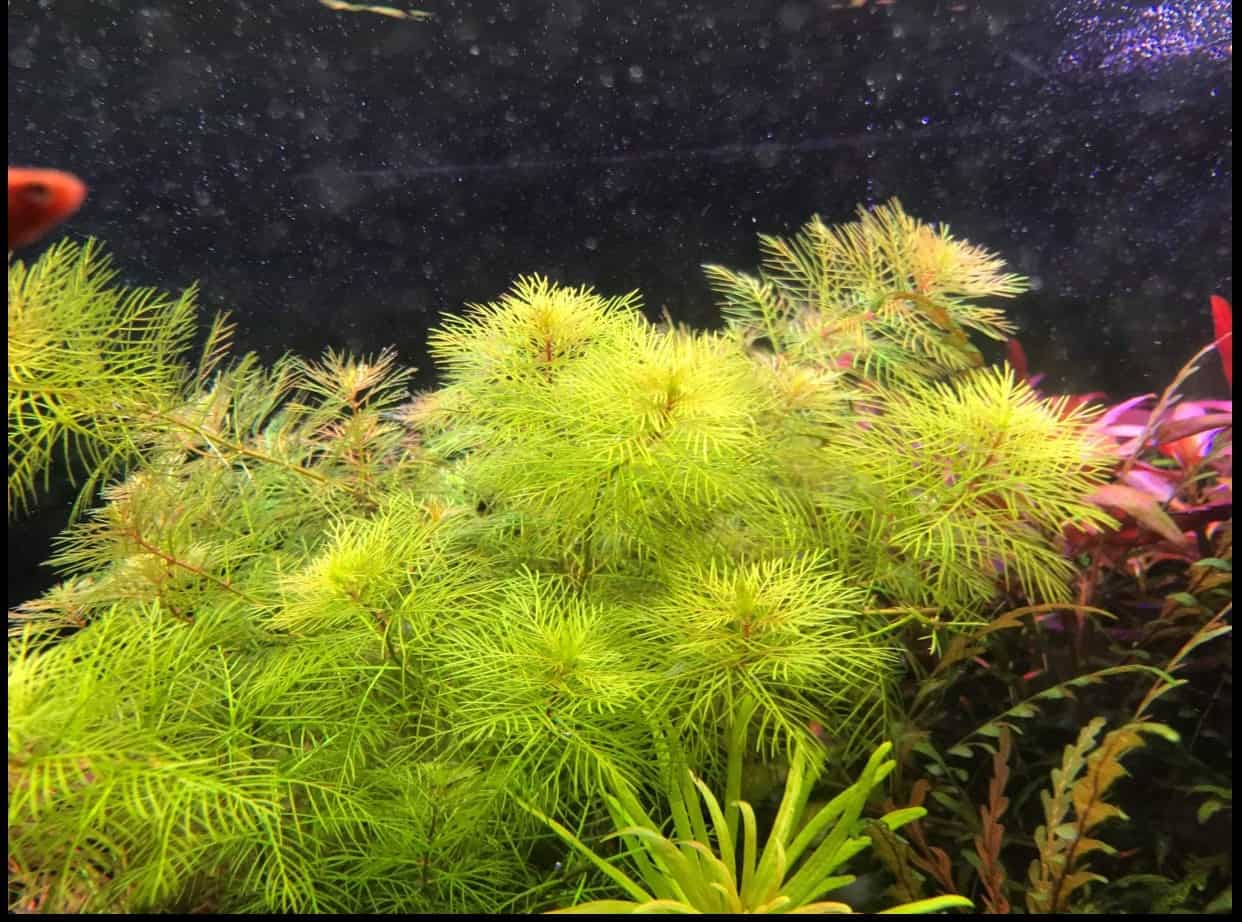 các loại cây thủy sinh dễ tìm các loại cây thủy sinh dễ tìm