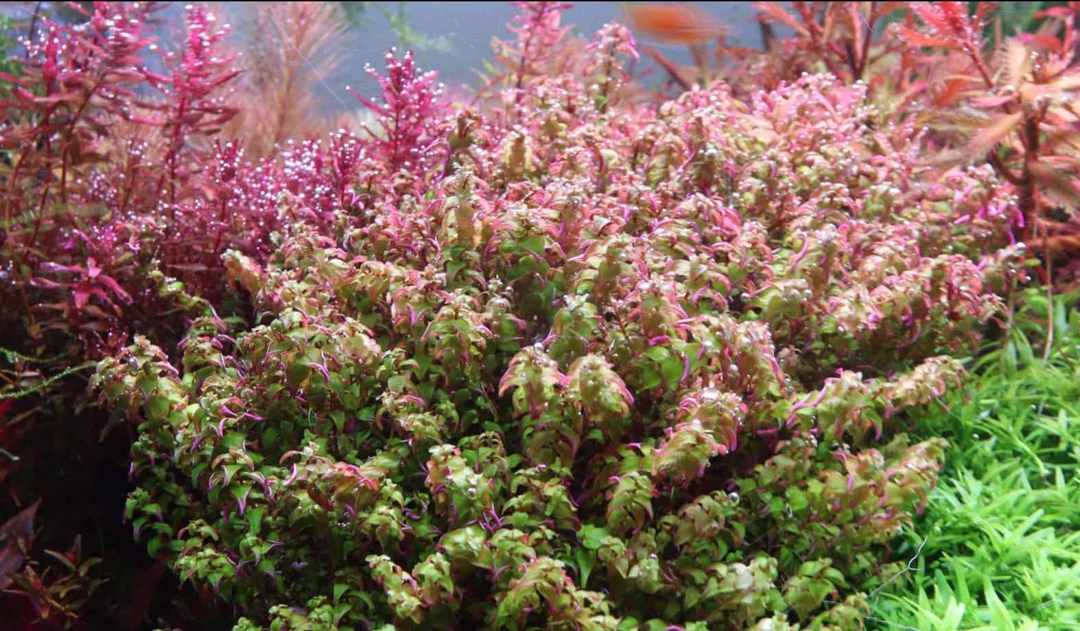 các loại cây thủy sinh dễ tìm những cây thủy sinh dễ tìm