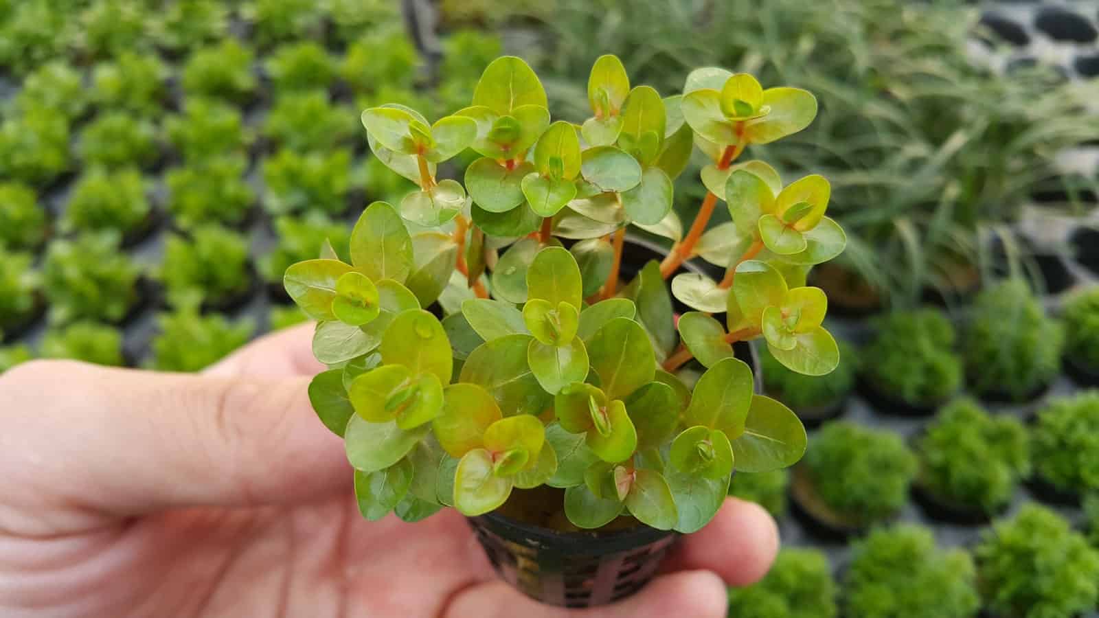 các loại cây thủy sinh dễ tìm cây thủy sinh dễ tìm