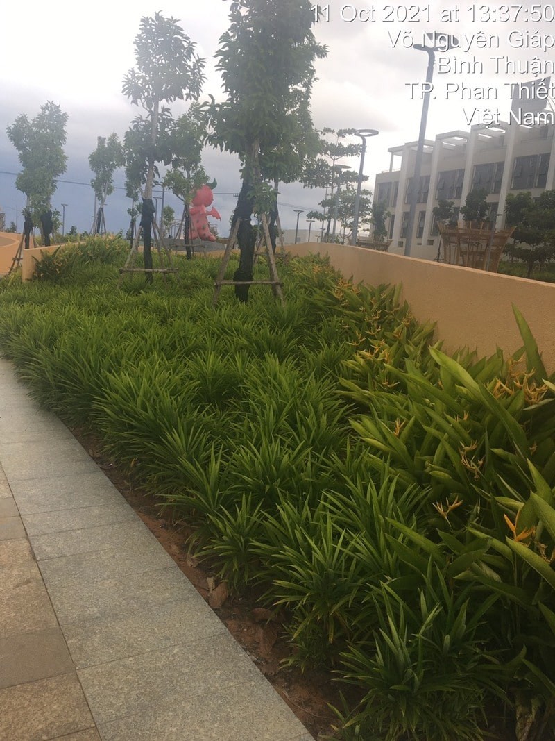 Cây xanh do LASC thi công