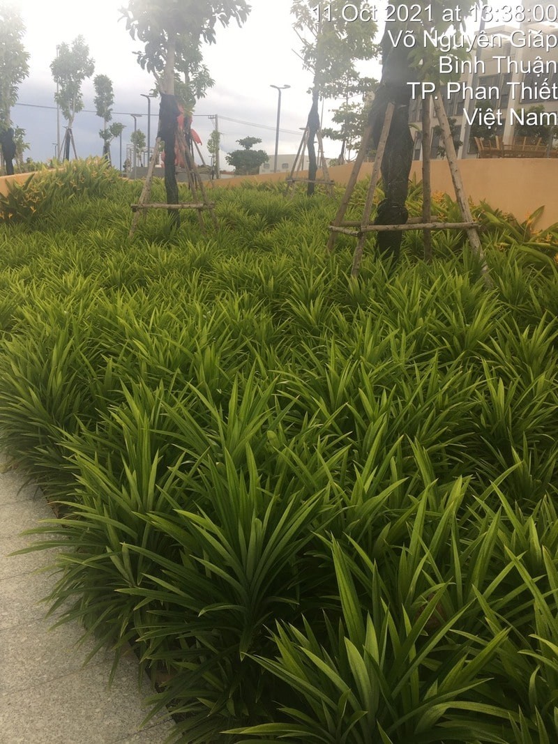 Cây xanh được thiết kế và chăm sóc tỉ mỉ