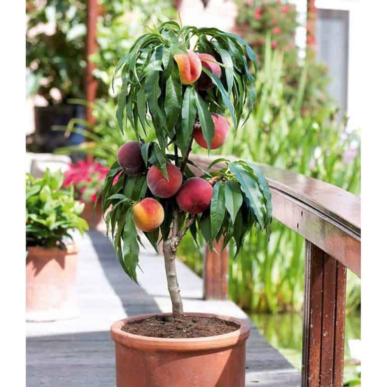 các loại cây ăn quả trồng trong chậu các loại cây ăn quả trồng trong chậu