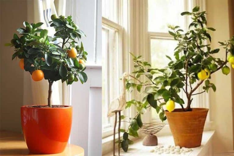 các loại cây ăn quả trồng trong chậu các loại cây ăn quả trồng trong chậu